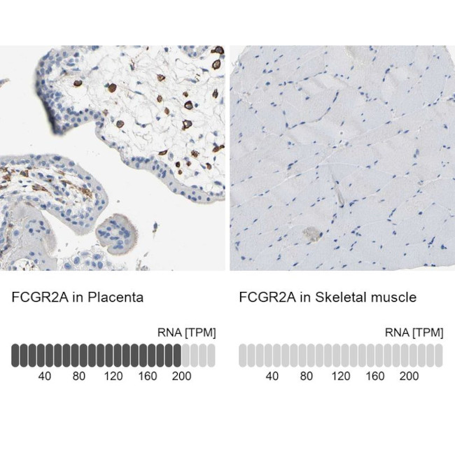 FCGR2A Antibody