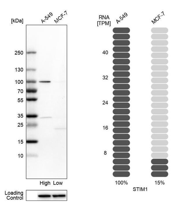 STIM1 Antibody