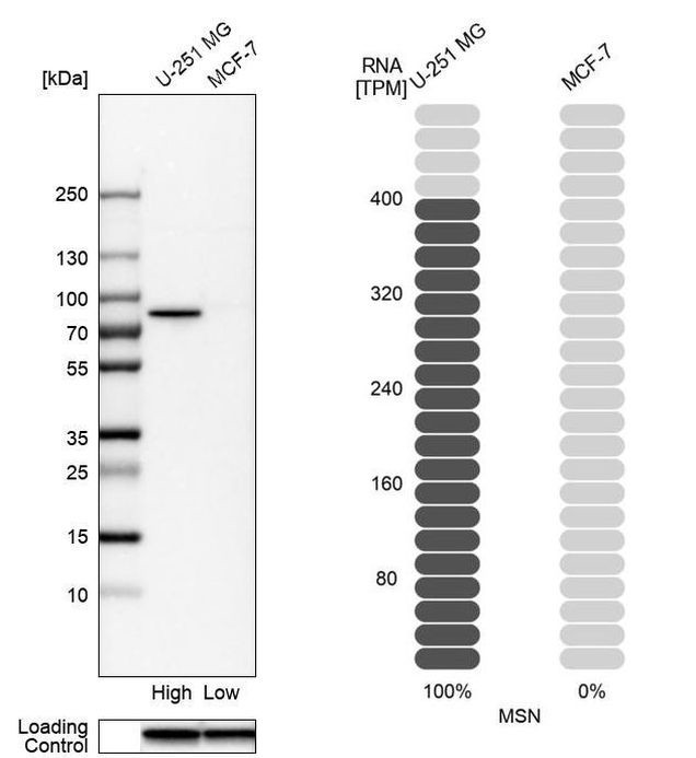 Moesin Antibody