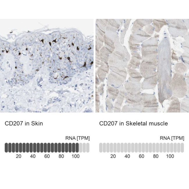 Langerin Antibody