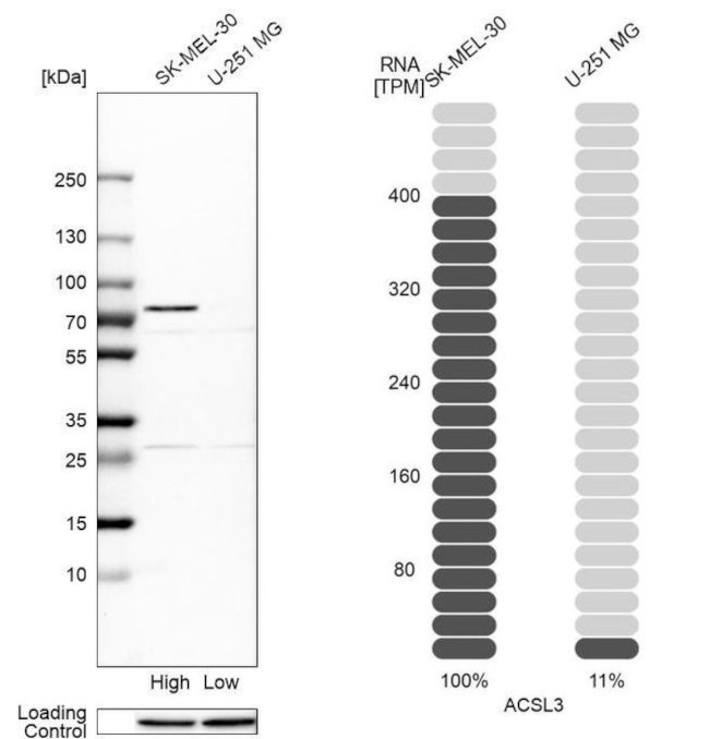 ACSL3 Antibody