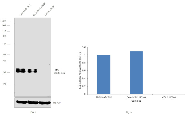 Monoacylglycerol Lipase Antibody