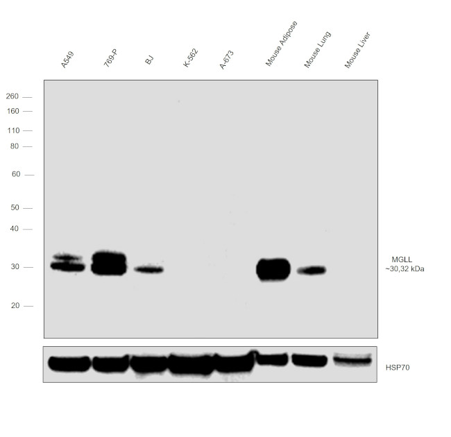 Monoacylglycerol Lipase Antibody in Western Blot (WB)