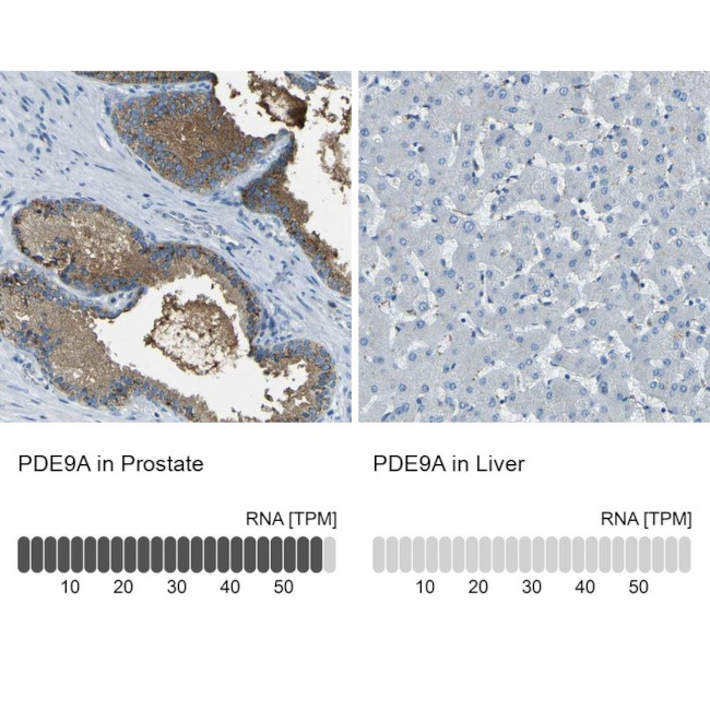 PDE9A Antibody