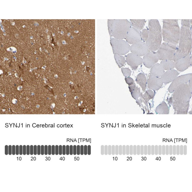 Synaptojanin 1 Antibody