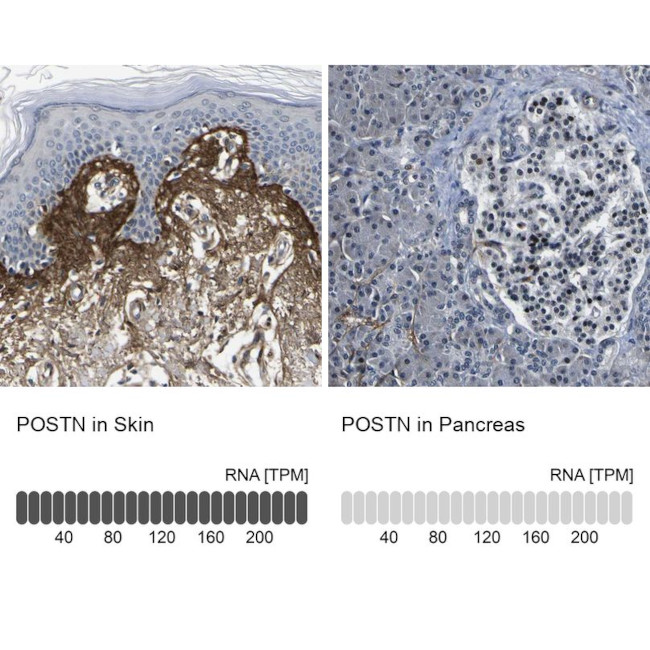 Periostin Antibody