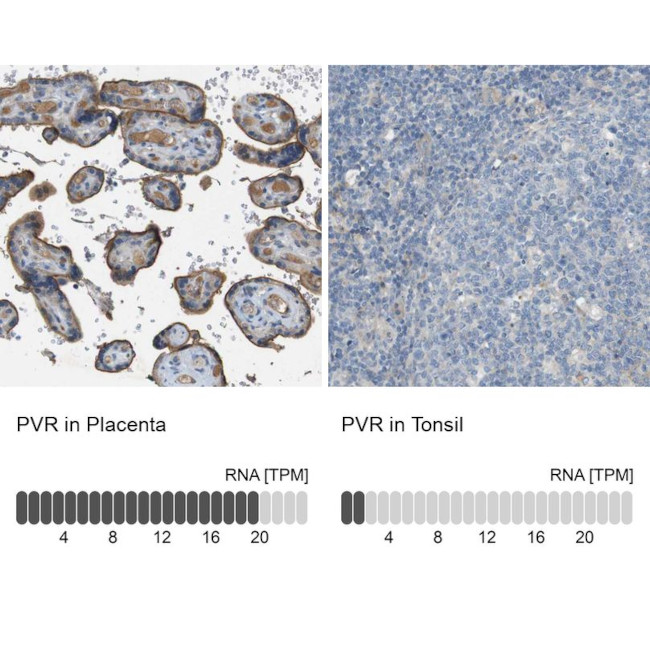 CD155 Antibody