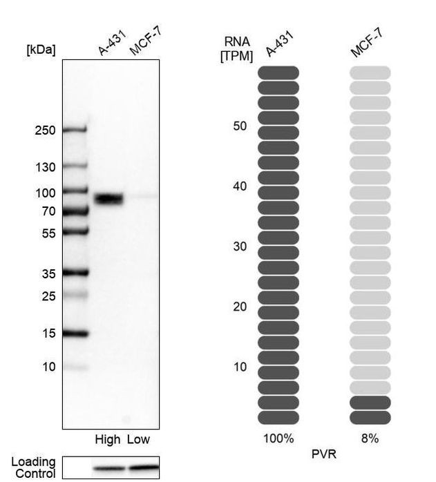 CD155 Antibody