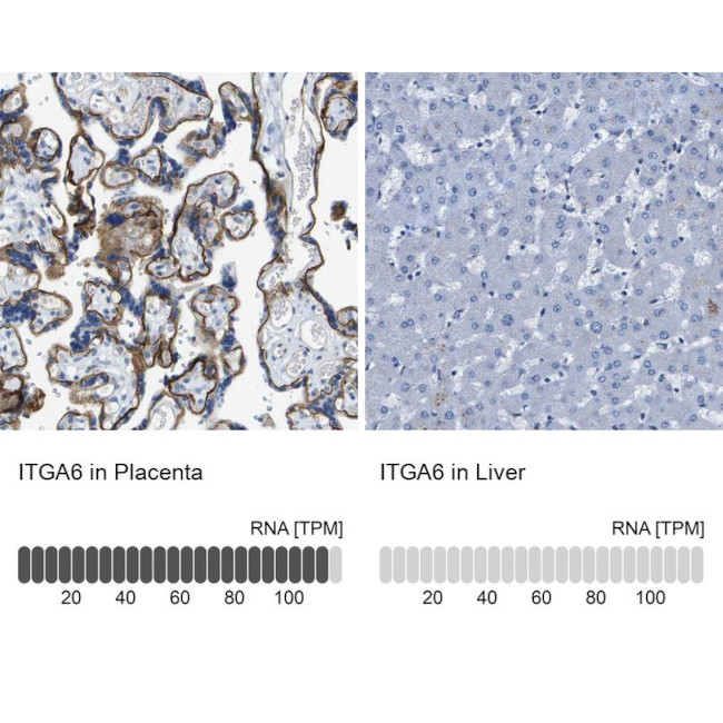 CD49f Antibody