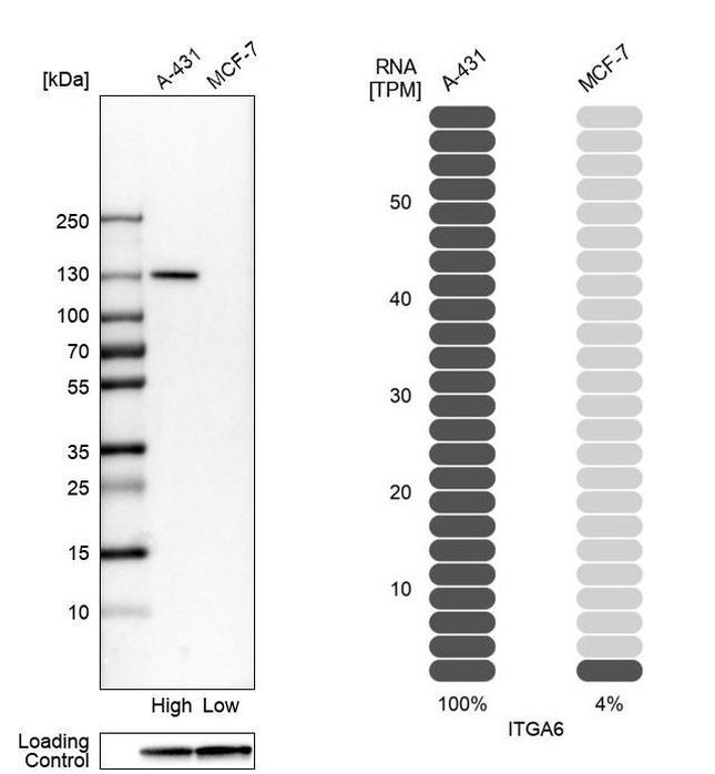 CD49f Antibody