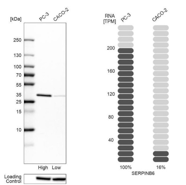 SERPINB6 Antibody