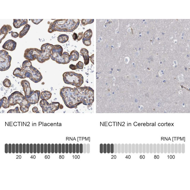 Nectin 2 Antibody