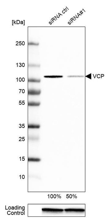 VCP Antibody