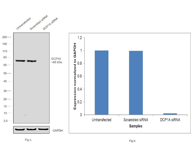 DCP1A Antibody