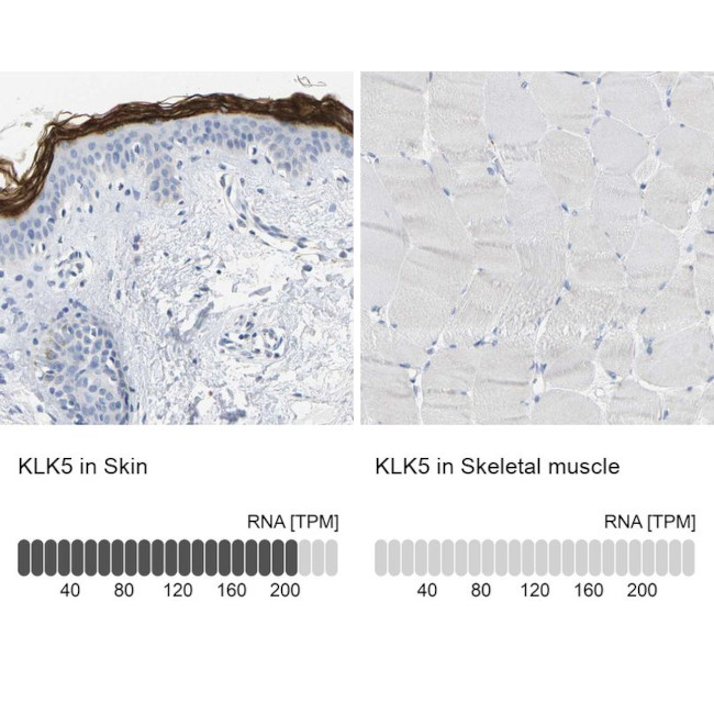 Kallikrein 5 Antibody