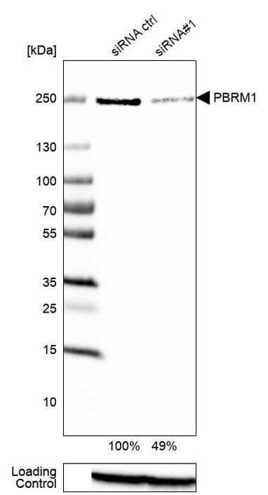 PBRM1 Antibody