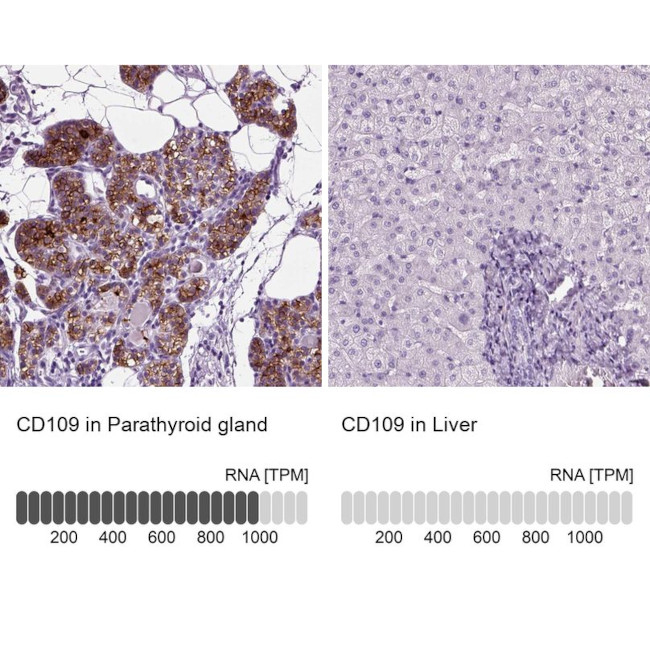 CD109 Antibody