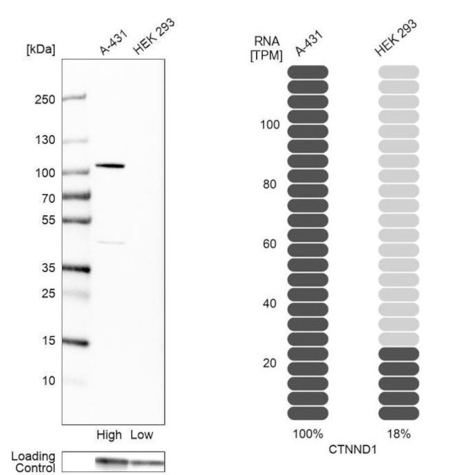 delta Catenin Antibody