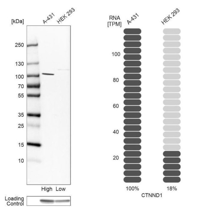 delta Catenin Antibody