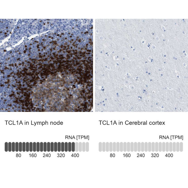 TCL1A Antibody