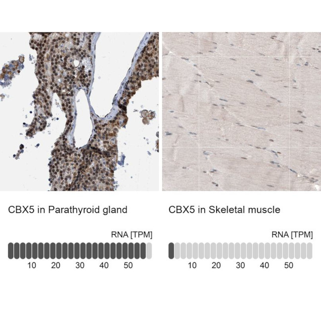 HP1 alpha Antibody