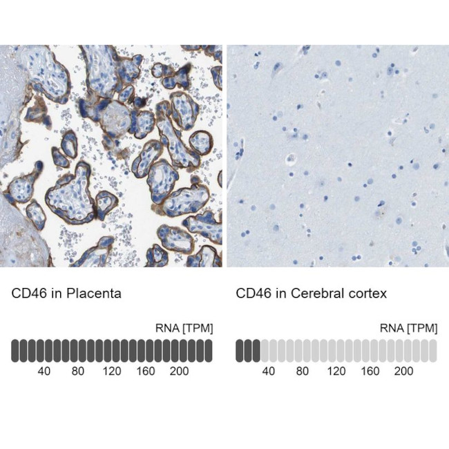 CD46 Antibody