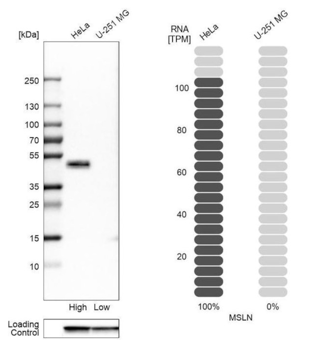 Mesothelin Antibody