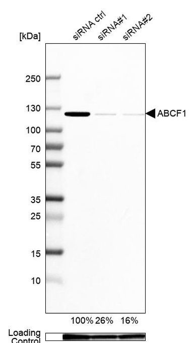 ABCF1 Antibody