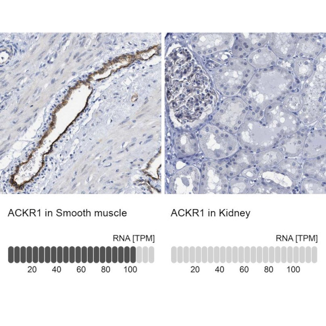 DARC Antibody