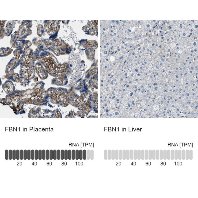 Fibrillin 1 Antibody