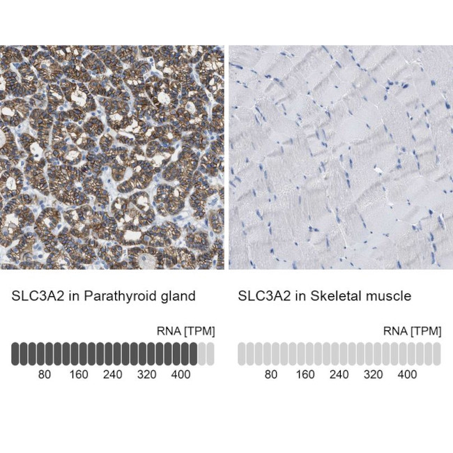 CD98 Antibody