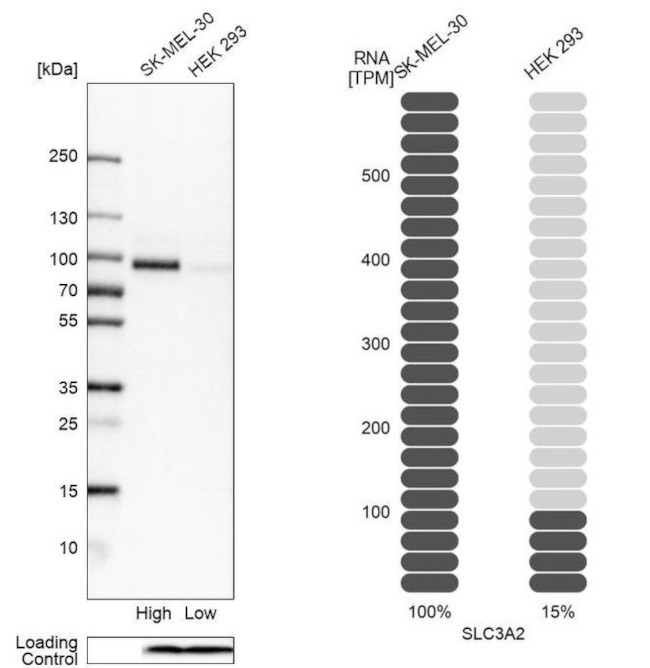 CD98 Antibody