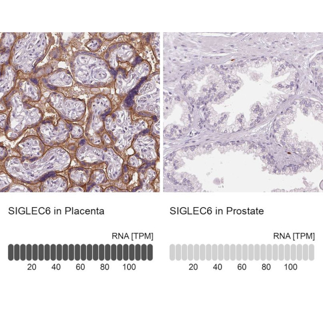 SIGLEC6 Antibody