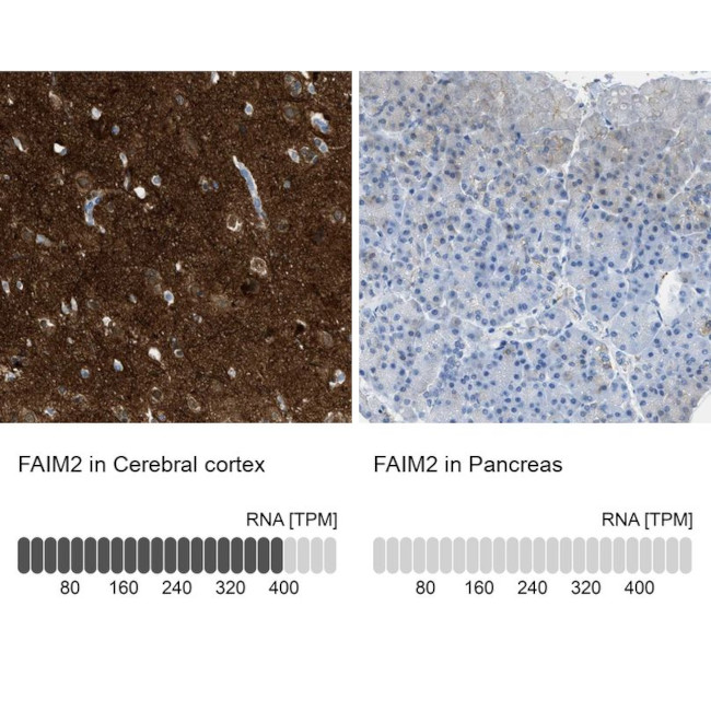 LFG Antibody