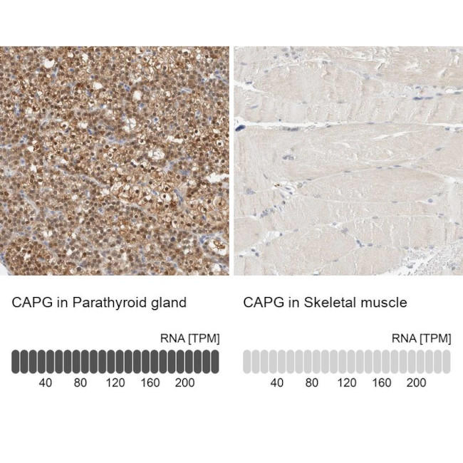 CAPG Antibody