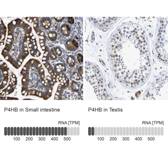 PDI Antibody