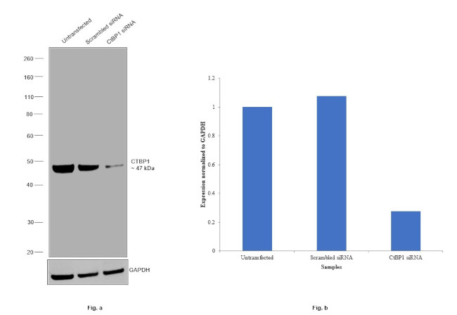 CtBP1 Antibody