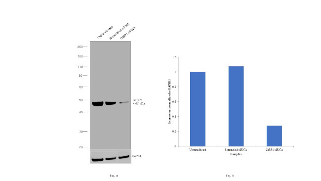 CtBP1 Antibody in Western Blot (WB)