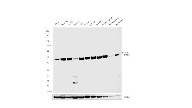 CtBP1 Antibody in Western Blot (WB)