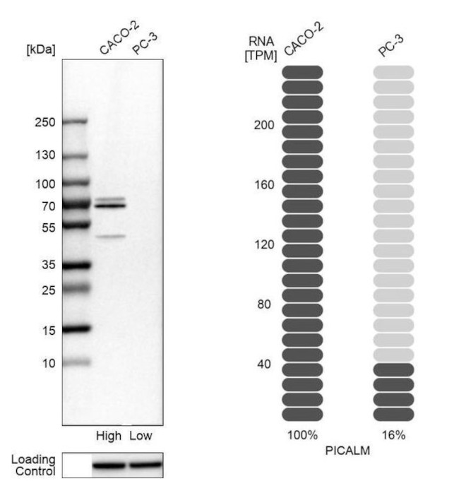 CALM Antibody