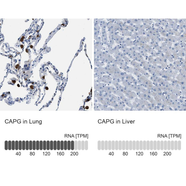 CAPG Antibody