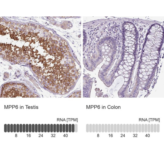 VAM1 Antibody