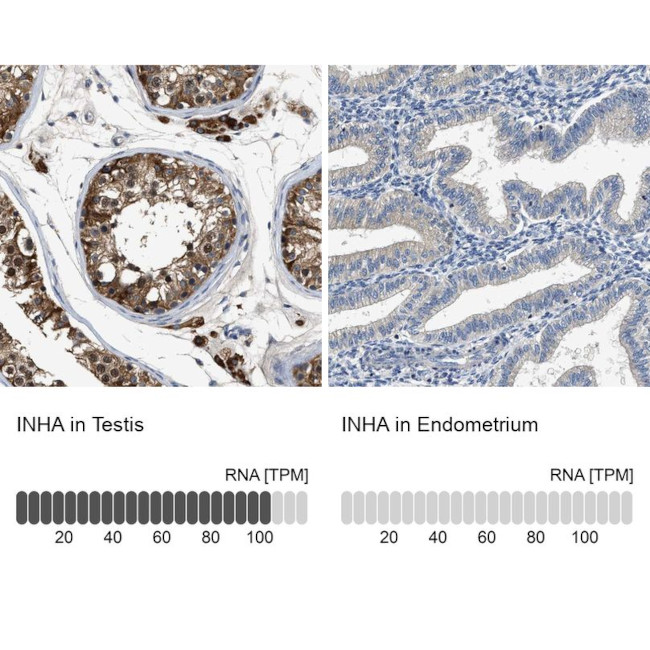 INHA Antibody