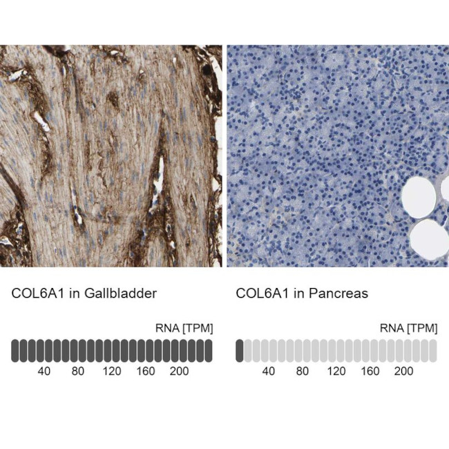 COL6A1 Antibody