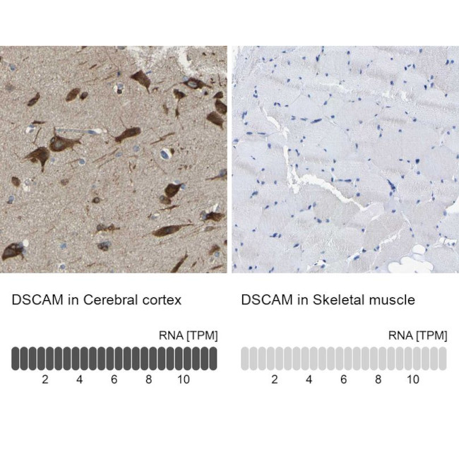 DSCAM Antibody