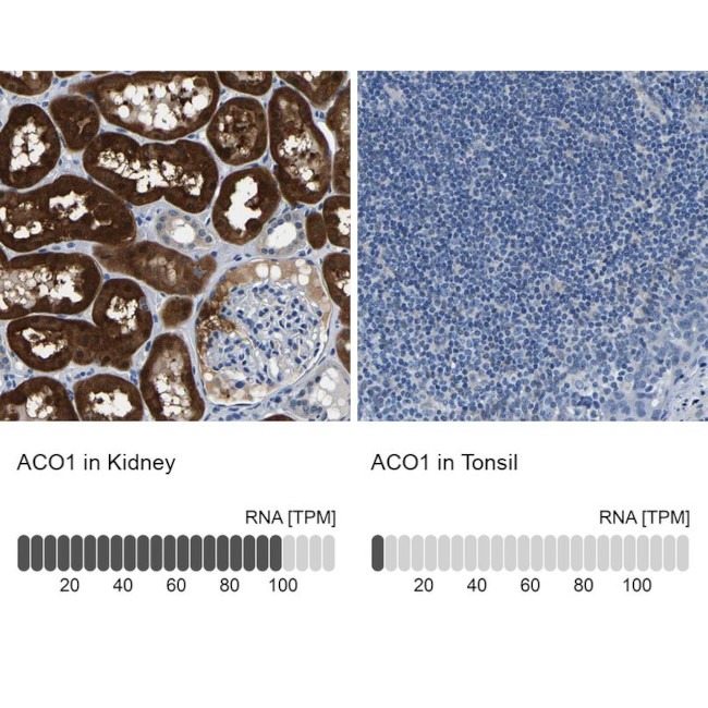 Aconitase 1 Antibody