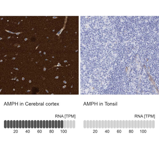 Amphiphysin Antibody