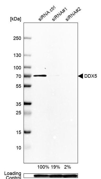 DDX5 Antibody