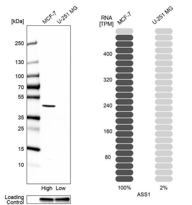 ASS1 Antibody