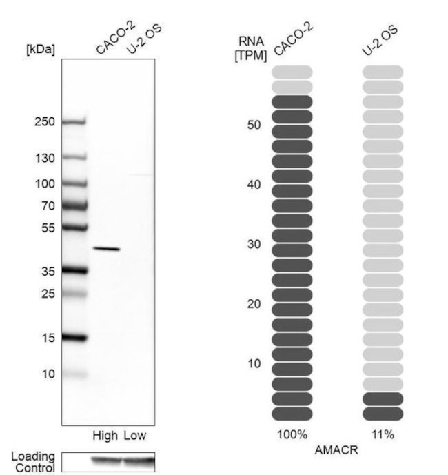 AMACR Antibody